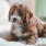 lifestyle image of a dog on a bed